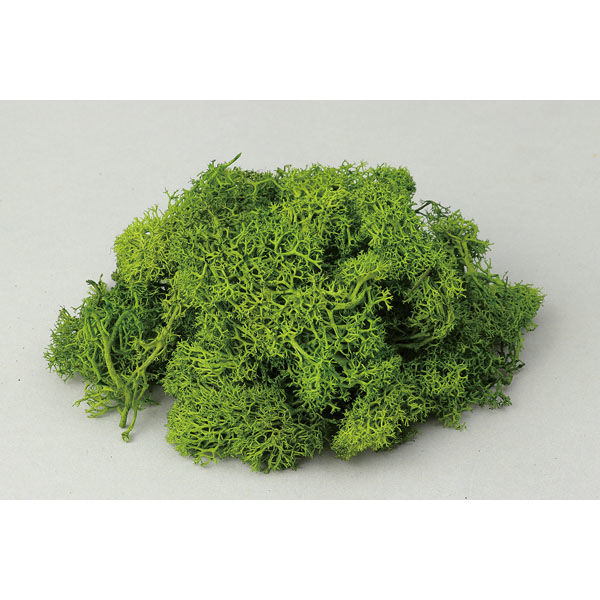 00047756 アイスランドモス フレッシュグリーン