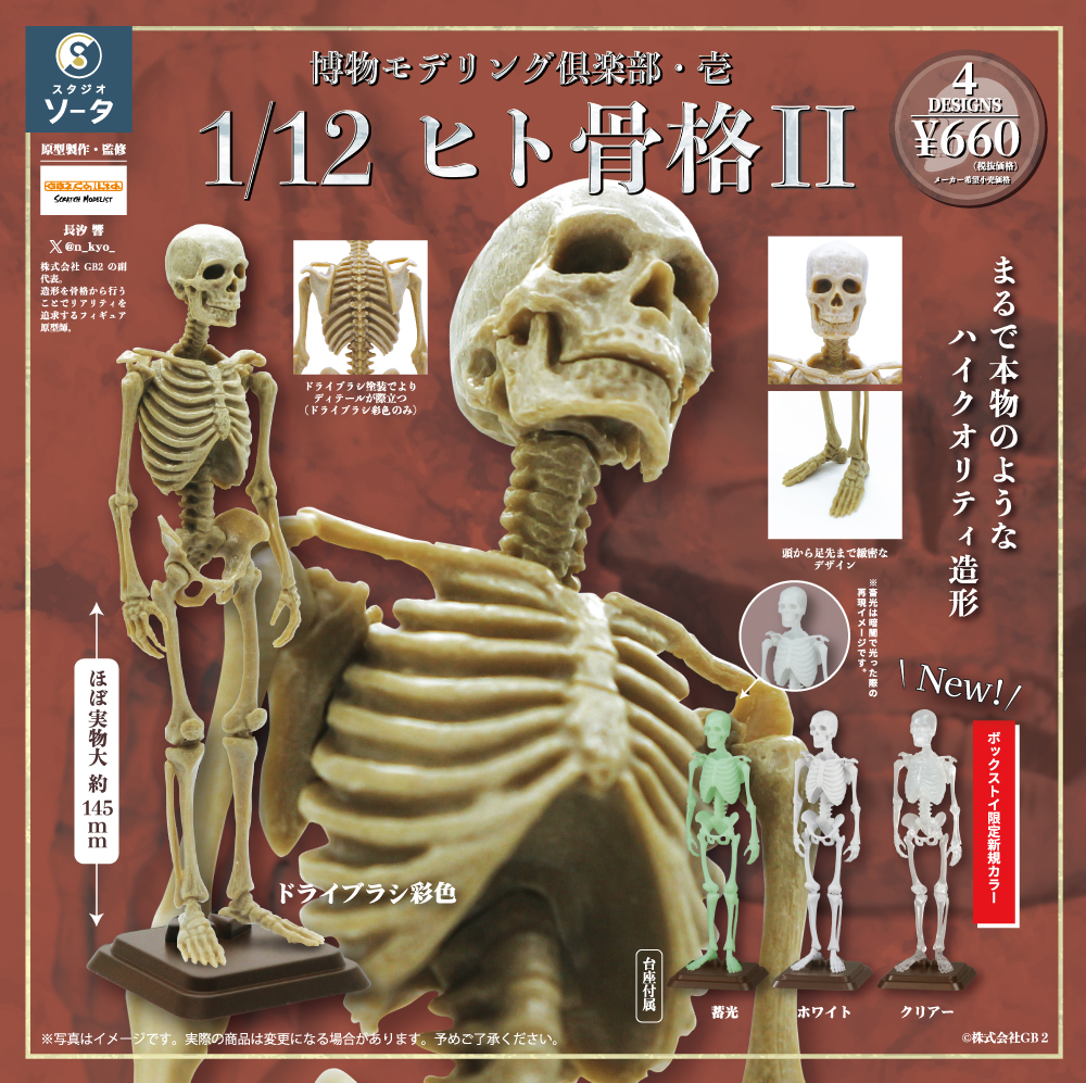 博物モデリング倶楽部・壱 1/12ヒト骨格Ⅱ