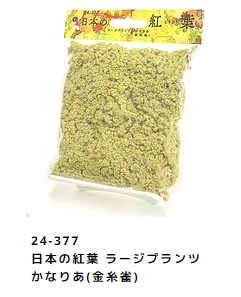 24-377 日本の紅葉 ラージプランツ かなりあ(金糸雀)