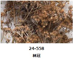 24-558 天然素材樹木2 林冠